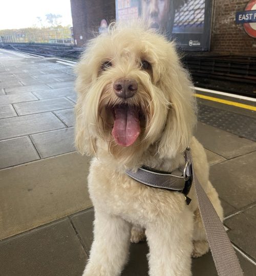 White labradoodle stares into the camera, appearing to smile